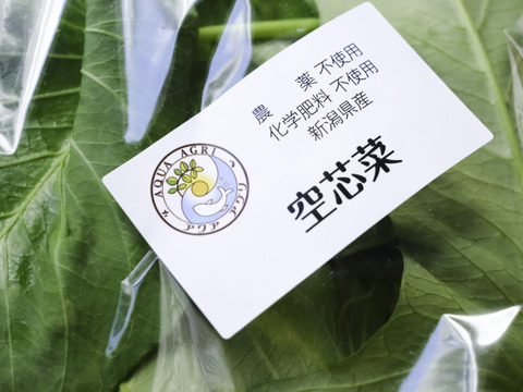 化学農薬・肥料不使用の空芯菜（約1.6kg）お魚が野菜を育てる「アクアポニックス」で栽培