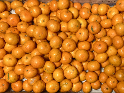 【樹上完熟】『濃厚　興津早生みかん(風のいたずら）』　5kg