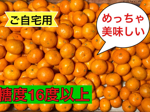 【ご自宅用】樹上完熟　濃厚　絶品　糖度16度以上　『完熟小玉みかん』　３kg