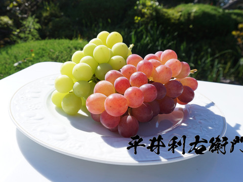 【値引き中！】平井利右衛門の赤青ぶどう（コトピー、マスカサーティーン/各2～3房）