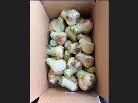 【訳あり数量限定】淡路島産ブランド新玉ねぎ 『にじたま』極早生 5kgダンボール入り（ご家庭用・17～20個前後） 使いやすいM・L・2L混在！◎農家直送