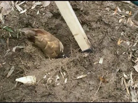 自然栽培たけのこ２kg