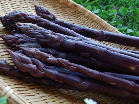 美味い！！紫アスパラガス　1ｋｇ　混みサイズ　高原育ちだから味が違う！！