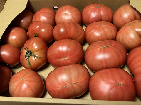 【訳有り品】キズあり不揃いトマト約3.6キロ