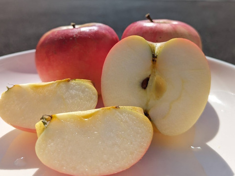 お試しサイズ【家庭用】シナノプッチ 約1.8kg(7-14玉)  9月中旬頃発送開始予定 長野生まれのプッチなりんご 訳あり#NAP0B018