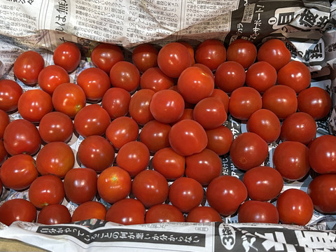 期間限定：今年もできました！ミニトマト1ｋｇ