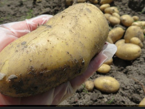 新じゃがピルカは、大きくずっしり詰め合わせ。約3キロプラス希少じゃがインカの目覚目、2キロ