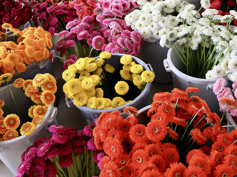 【20本】おまかせ厳選産直ガーベラ / スタンダードから変わり咲きまで贅沢セット (40cm)