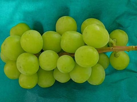 【食べる喜び・贈る喜びを感じる】★訳あり・家庭用★シャインマスカット1㎏　2～3房