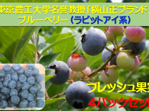 完熟手摘み選別したフレッシュブルーベリー500g ：ラビットアイ系（125gの4パック）：数粒まとめて頬張り、完熟ならではの、口の中で弾ける『果汁のシャワー』をぜひご体験ください！