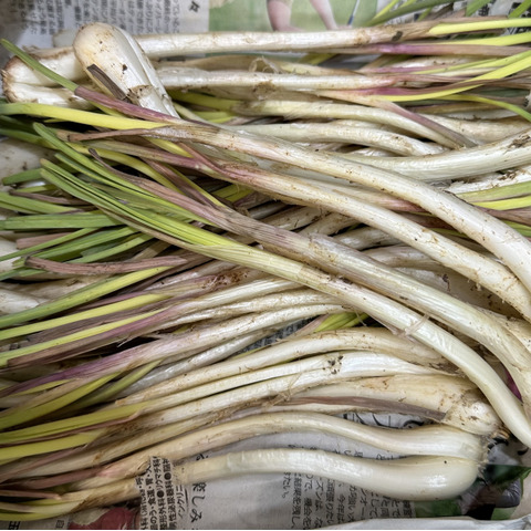 沖縄 伊江島特産】島らっきょう 3kg：沖縄県産の島らっきょう｜食べ
