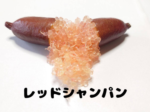 フィンガーライム3種お試しセット④（3〜4本）50g：長野県産のみかん