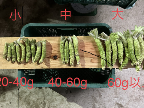 訳あり特価「富士山わさび」実生種(大100g程度)    2本セット　毎週土曜日(収穫当日)の発送です