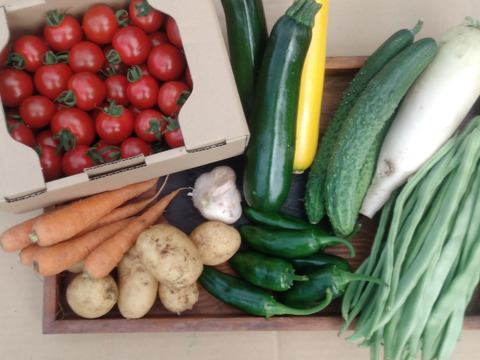 ミドルセット 北海道から 野菜詰め合わせ トマトと色々な8種類以上 小家族にピッタシ 北海道産 食べチョク 農家 漁師の産直ネット通販 旬の食材を生産者直送