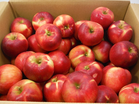 ★葉取らず紅玉★11kg★大玉～小玉★