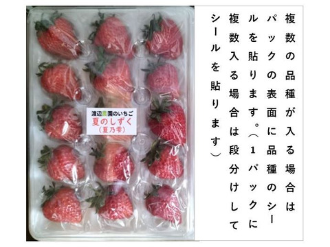 イチゴ ４パック    もぎたて新鮮な苺を食べ比べ！豊かな味と香り
