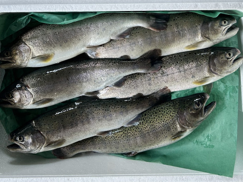 【丸々一尾！】宮崎県産ヤマメ 約500g～800g×6尾入【冷蔵便でお届け】