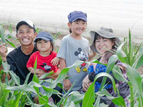 【ふるさと納税・定期便6ヶ月】Lサイズ ＊旬野菜セット(約10~11品)×6回【農薬：栽培期間中不使用】 ＜千葉県我孫子市＞