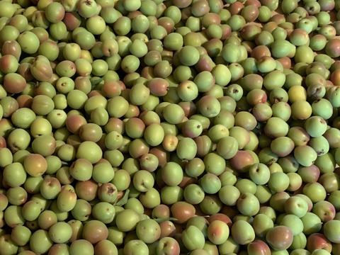 小梅　自然栽培　農薬不使用 まじりっけなし！｢小梅｣1kg 自然栽培 農薬不使用：神奈川県産の