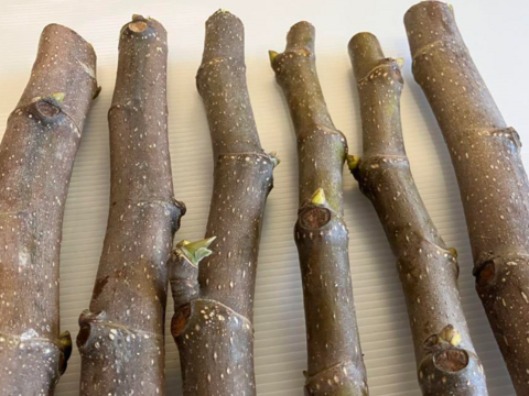 先行予約】10本セット 農薬不使用イチジク穂木 約80cm〜1m（桝井