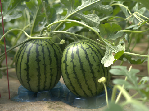 【6月中発送】【夏ギフト】　小玉スイカ2玉入1箱