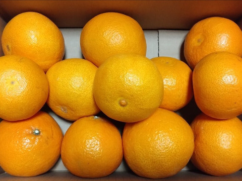 希少品種！愛媛県産『やみつきプリンセス』（ご家庭用・3kg）