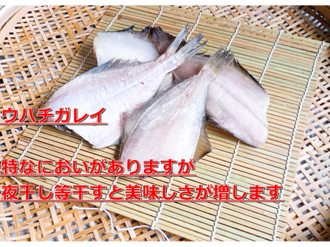 【お試し期間限定】天日干し　ふぞろい地魚の詰め合わせ　庄内沖