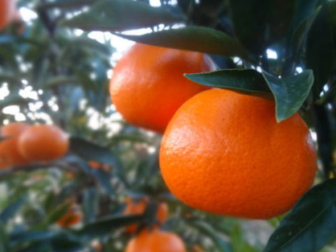 せとかの親系統品種で話題！やみつきになる「甘み」と「味わい」！「蜜之望（みつののぞみ）」　サイズ混合　お試し品　約２ｋｇ【346】