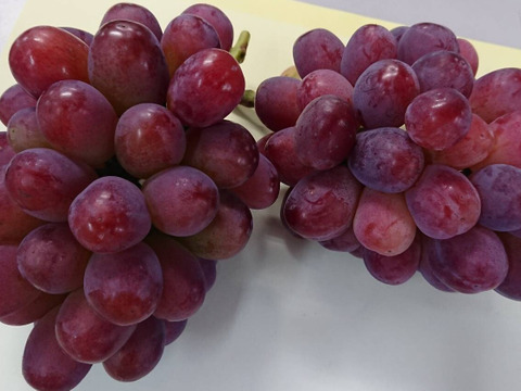 樹上完熟！岡山県備前市産びぜん葡萄【紫苑】　約1kg（2房目安）