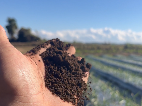にんにく  訳あり 千葉県香取市産ニンニク 500ｇ  青森ホワイト六片種 有機肥料のみで育ちましたが納得いかず、訳あり 【傷あり】 500gにんにく 農場直送