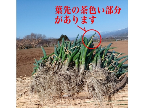 ✅【料亭用】✅【春の葉ネギ】【10%以上増量❗️❗️】通常1,8kg入りを→【2kg】に増量(S/M/Lサイズ混合)40～50本前後2,480円→1,480円✨信州産✨【特別栽培】✨【無消毒栽培】