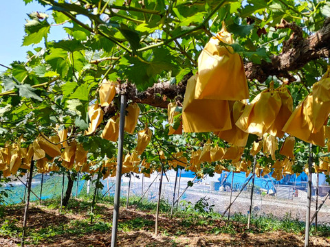 【朝採れ】さわやかな甘さ！翠峰 約2kg（3〜4房）