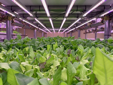 洗わずそのまま❕【アドガワリーフ】ベビーリーフ2袋(250g×2)