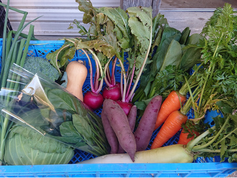 京都北部の旬の定番野菜セット