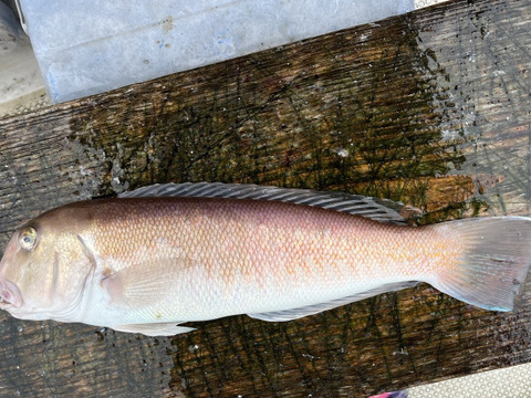 ※本日18時まで限定！※【幻の高級魚】　白甘鯛 約0.6kgオーバー 長崎県対馬市(内臓・鱗処理済)