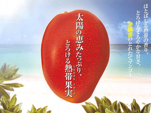 [化粧箱入り]沖縄県産マンゴー　1.5kg (3~5玉)