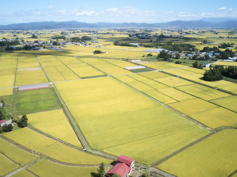 令和7年産　山形県産　はえぬき　10kg