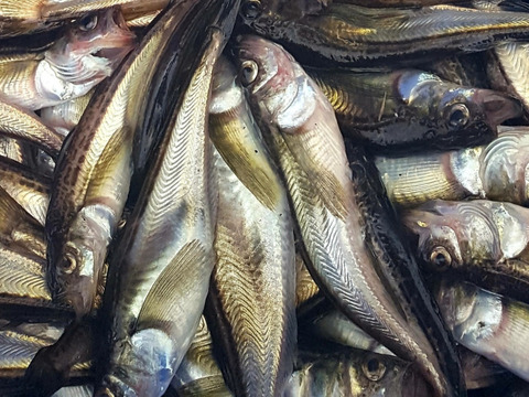 【限定】超希少品！脂ノリ最強！10月のハタハタ大中小混ざり(２㎏)おまけ付き(^^)