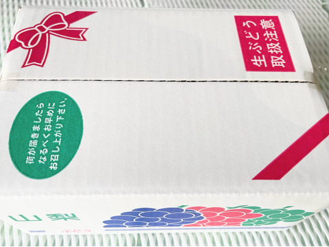 シャインマスカット約1.7㎏ （３房）☆9/7 - 9/18 発送予定　　　爽やかな香りと高貴な甘さ　
　　　種なしで皮ごと楽しめる人気の女王