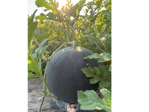 糖度13度【ピノ・ダディ】スイカ