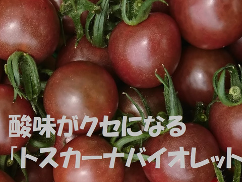 【お試し】カラフルで甘いミニトマト　淡路島　農楽園トマトの ４８０g詰め合わせ