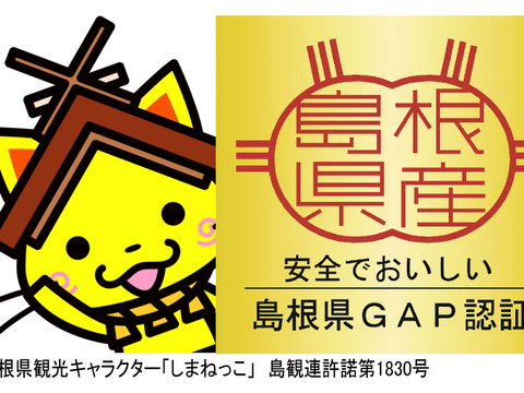 島根県産デラウェアぶどう＿2kg箱