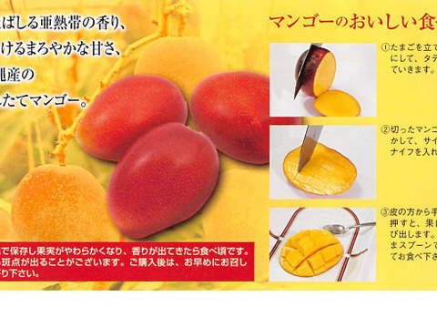 [化粧箱入り]沖縄県産マンゴー　1.5kg (3~5玉)