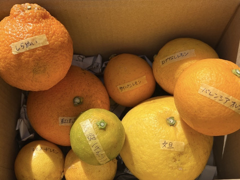 【農薬不使用】ねこ農園の春セット1kg