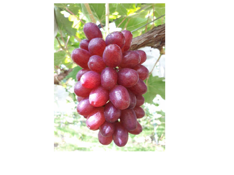 【カナダ人農園主の真心を込めた】クイーンセブン約１ｋｇ