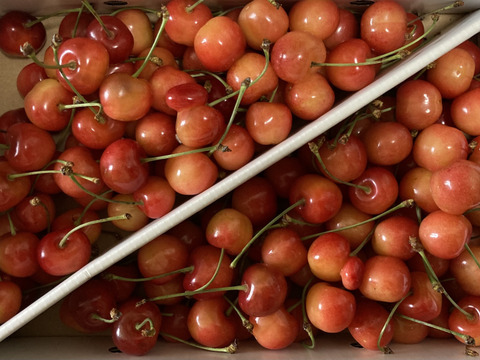 【朝どれ】1kg★名和果樹園の訳あり家庭用佐藤錦【常温便】山形県東根市産さくらんぼ★産地直送お取り寄せ通販★予約商品