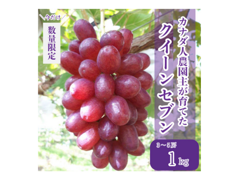 【カナダ人農園主の真心を込めた】クイーンセブン約１ｋｇ