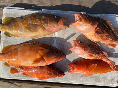 明日朝まで限定！捕れたて！アコウ・カサゴ・アカハタ 約3kg長崎県対馬市(内臓・鱗処理済)