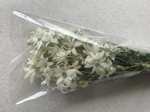 白い花弁にグリーンの縁どり！新鮮なフランネルフラワー(40輪)