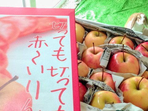 【超希少品種！】果肉まで赤～いりんご「御所川原（ごしょがわら）」B品不揃い（2.2kg強)